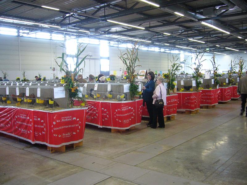 Munster 2009 766.jpg